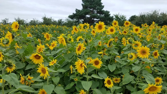 Saint Lawrence Township