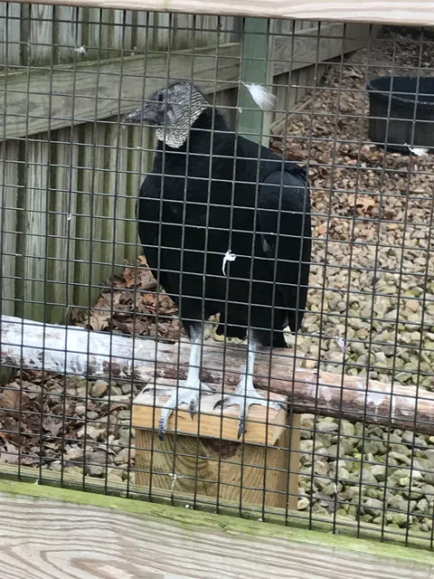 Wildlife Center of Virginia