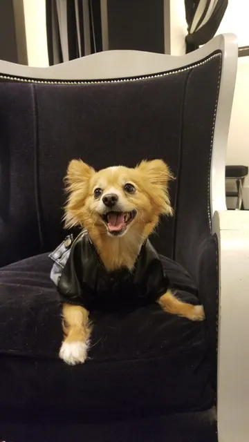 White House Black Market