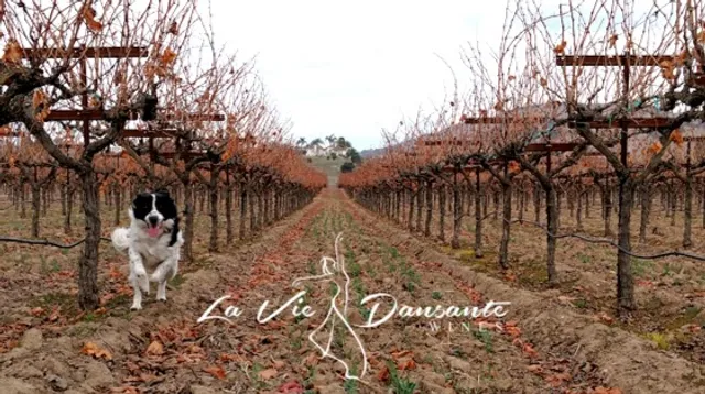 La Vie Dansante Wines