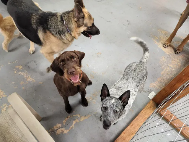 DaisyDuke's Doggy Resort