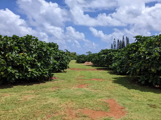 Hawaiian Organic Noni