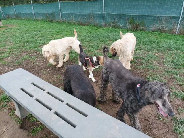 Hundwiese Flörsheim-Dalsheim