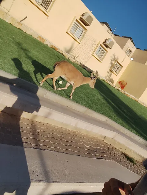 אנ"א מצפה רמון