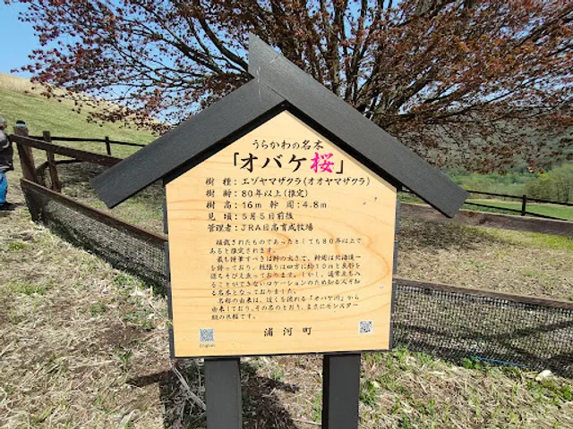 うらかわオバケ桜