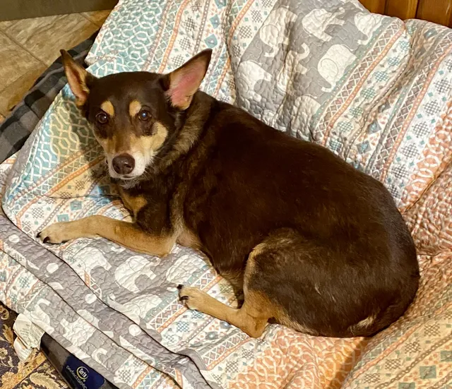 Chocowinity Pet Resort & Day