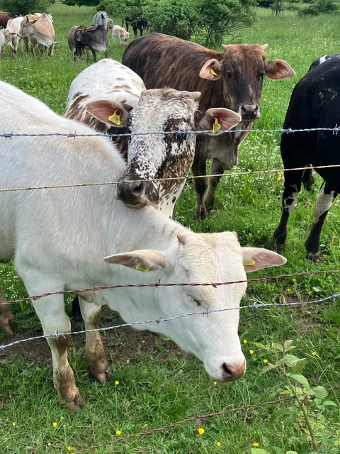 Belle étoile - Demeterhof