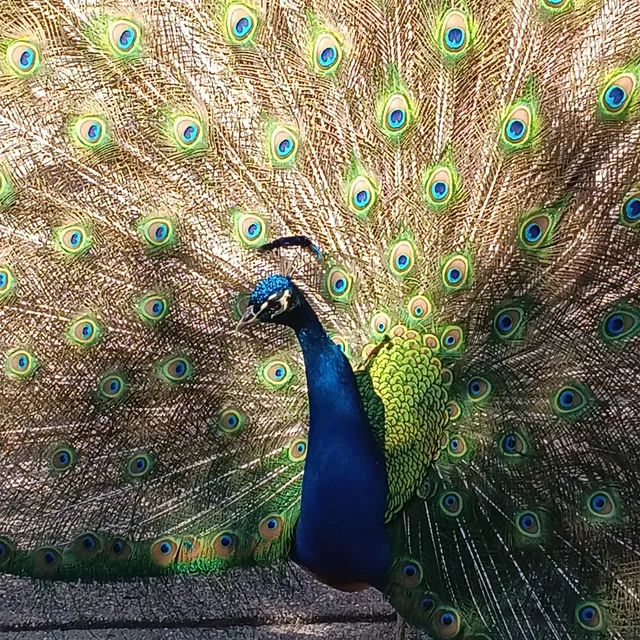 Fountain of Youth Ticket Office