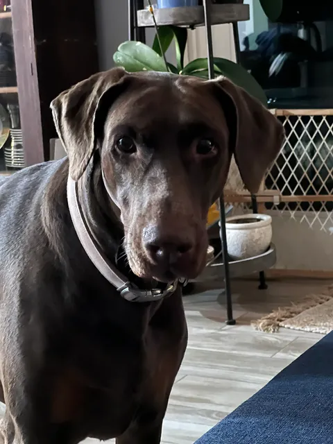 Union Park Animal Hospital and Urgent care