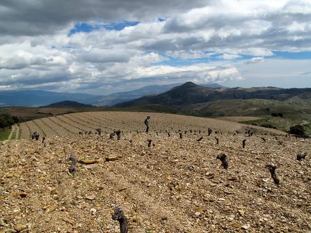 Bodega Barranco Oscuro