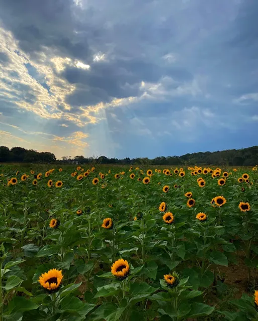 Garden of Eve Organic Farm