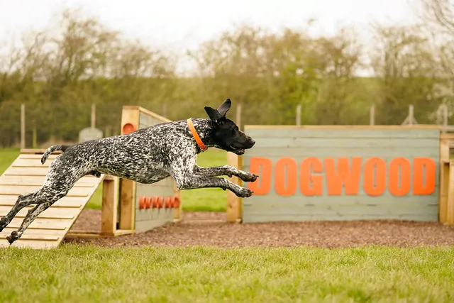 Dogwood Adventure Play