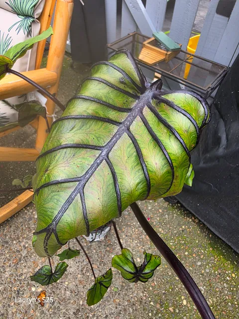 Brian’s Botanicals