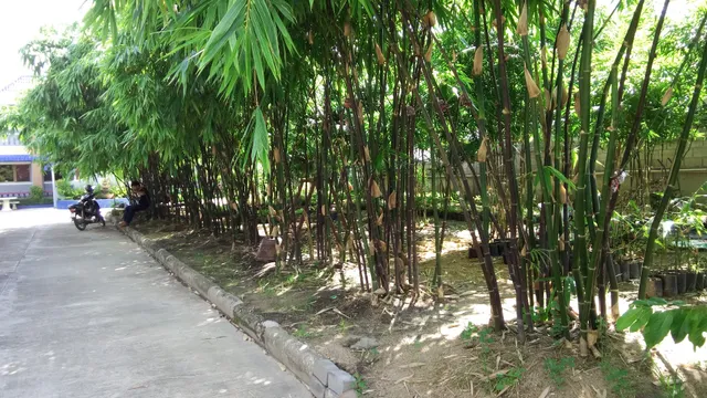 Boonthammee Bamboo Garden
