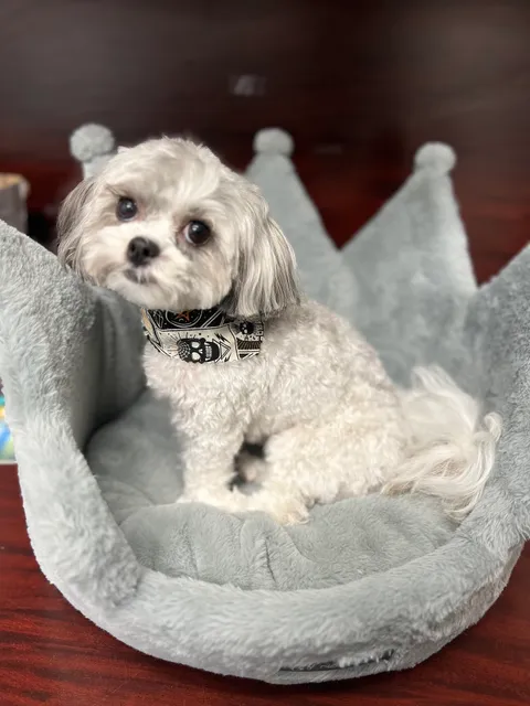 Champ's Dog House Mount Laurel