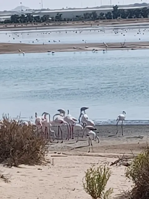 Flamingo viewing station