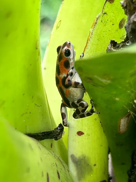 Up in the Hill Chocolate Farm