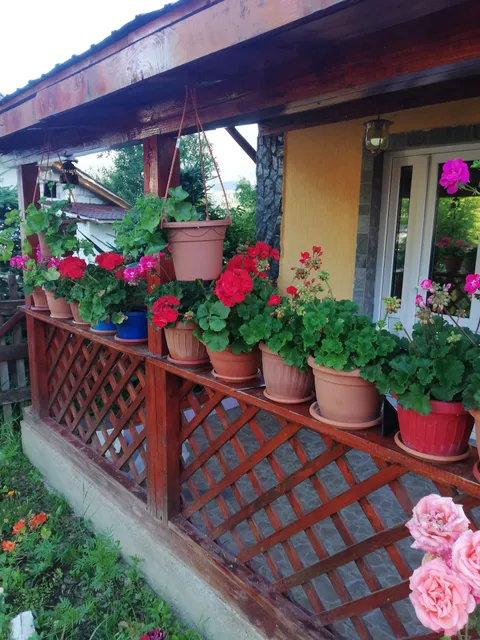 Căsuța din pădure