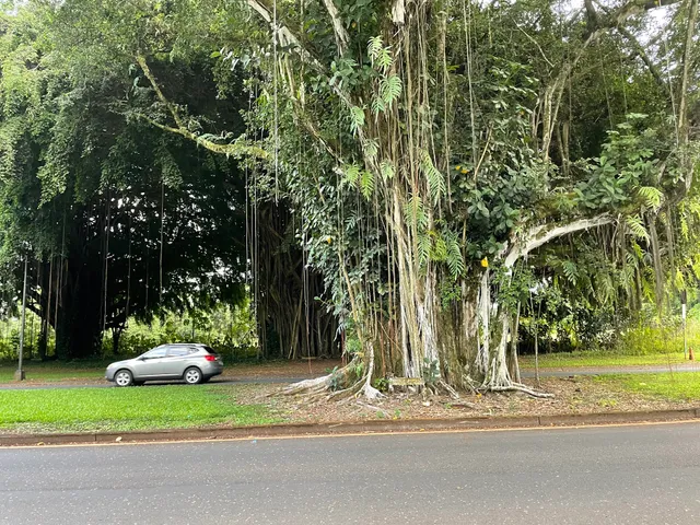 Babe Ruth Banyan Tree