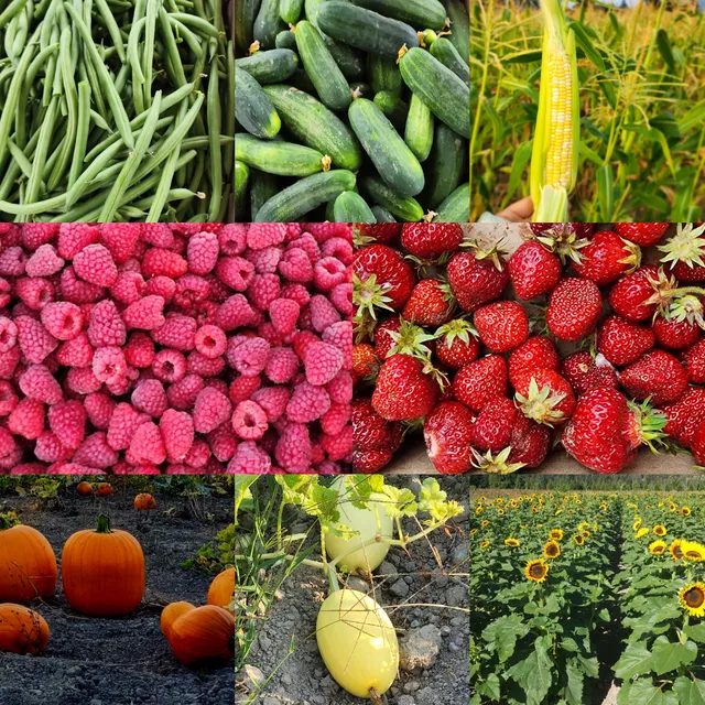 Harvold Berry Farm and Veggies U-pick