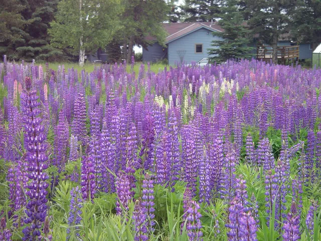 Bob's Cabins On Lake Superior