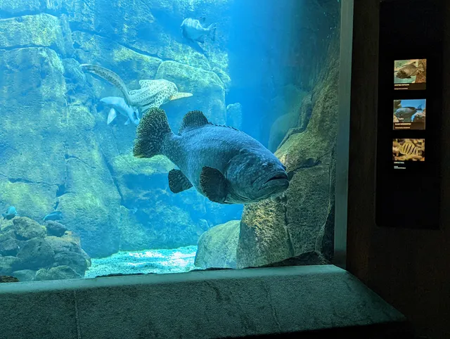 Waikiki Marine Life Conservation District