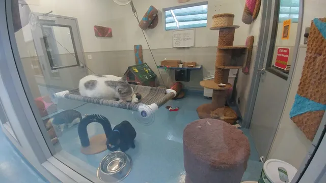 County of San Diego Department of Animal Services