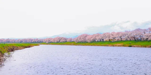 Shiroishi River Bank Hitome Senbonzakura (near JR Funaoka Station)