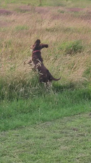 Friends of the Inkerman