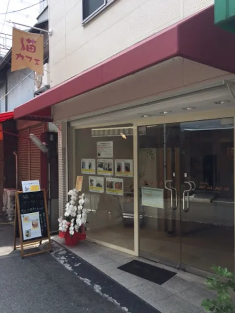 Cat Cafe micia-micio