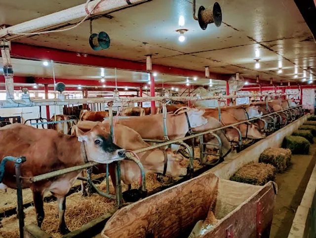 Young's Jersey Dairy