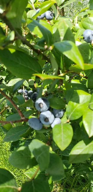 Champion U-Pick Blueberry Farm