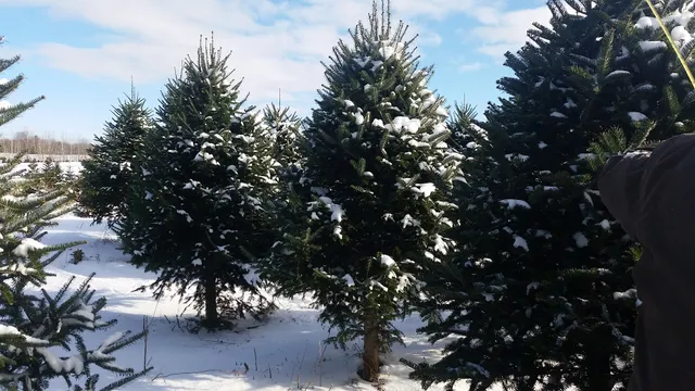 Big Balsam Tree Farm