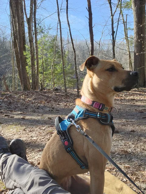 Rescue Pets Serving Vets