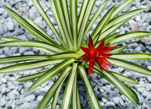 Buzz and Thrive Gardens