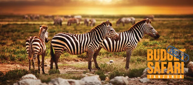 Budget Safari Tanzania