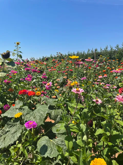 Homestead Farm Pumpkin Patch