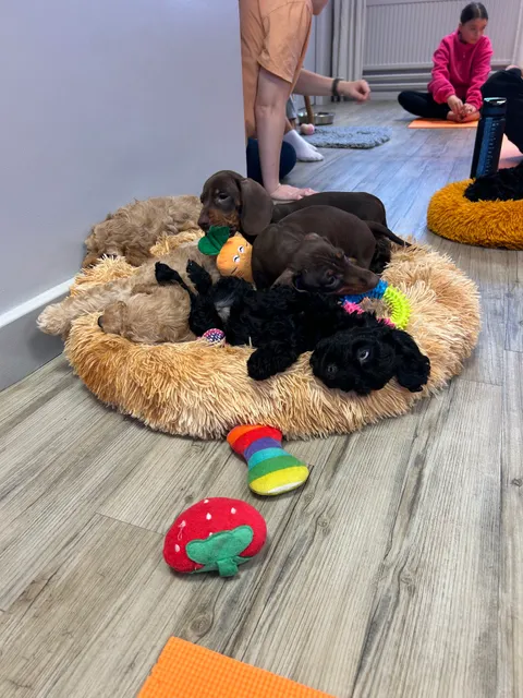 Puppy Yoga Sheffield