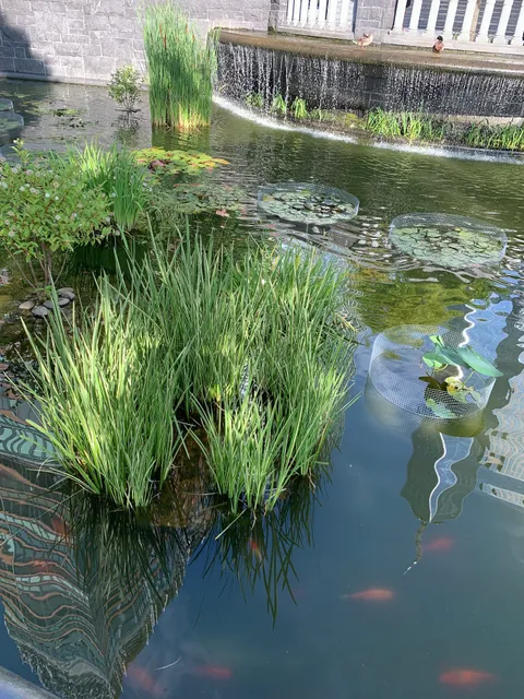 Lily Pond