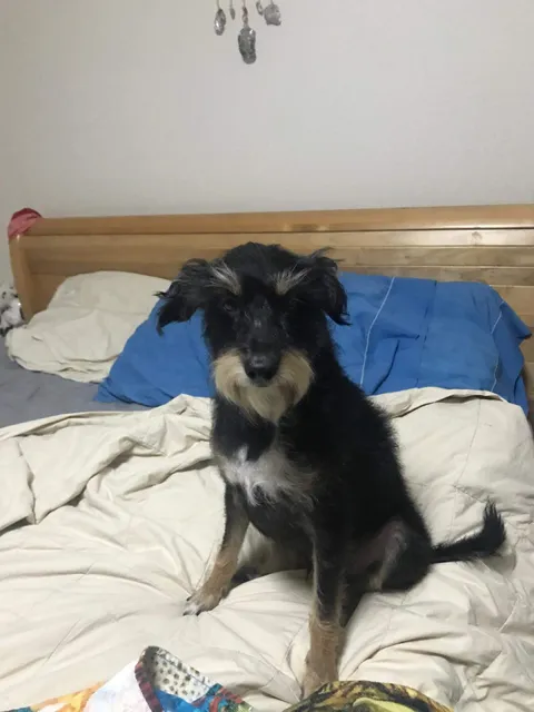 Mendocino County Animal Control