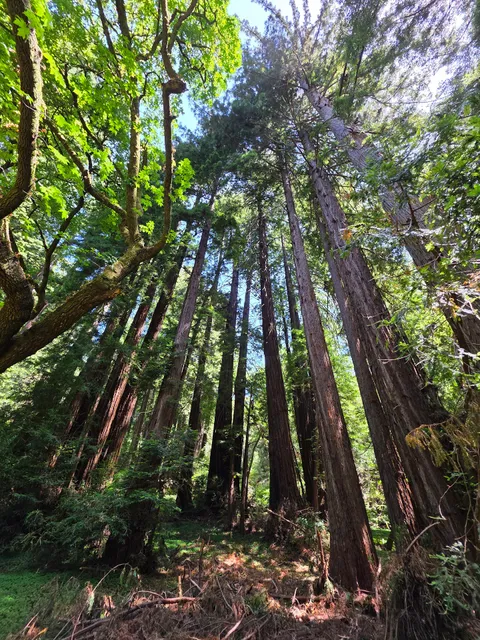Muir Woods National Monument Sign