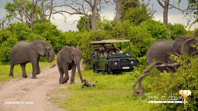 Jewel of Africa Safaris - Luxurious Safaris Africa