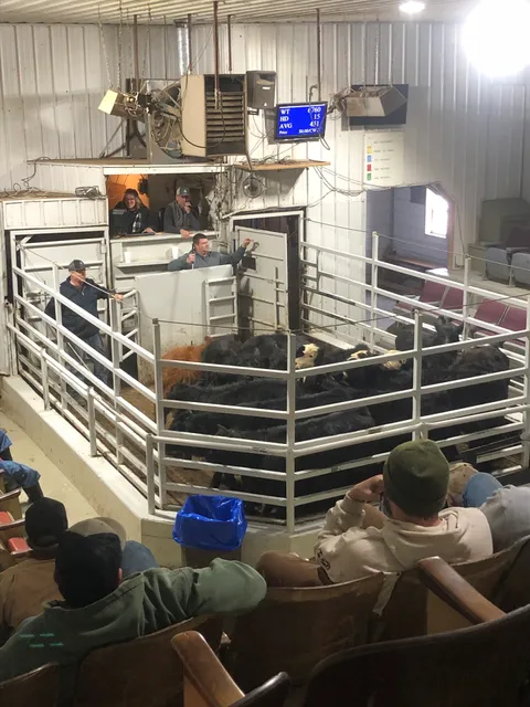 Versailles Livestock Auction