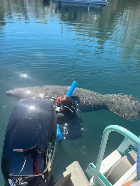 Swim With The Manatee Tours Crystal River