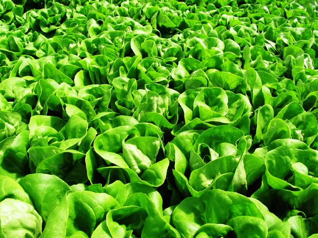 TRACTOR Food & Farms