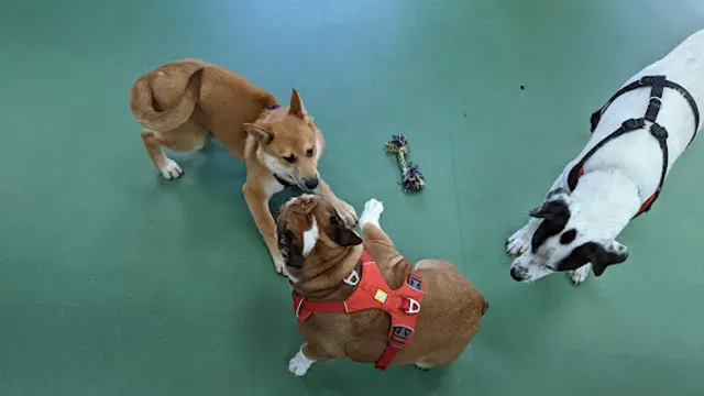 The Dog Park Coffee Shop