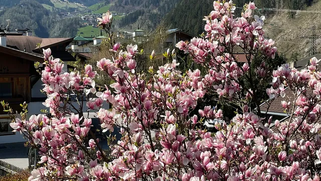 Appartements Am Eschenbichl | Appartements Mayrhofen