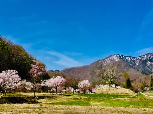 Akekawa cherry blossom road. (Firefly & Colored leaves.)