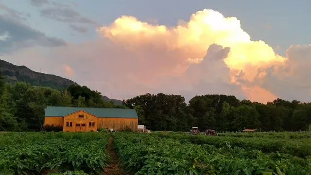 Mountain View Farm