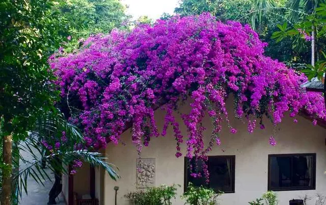 บ้านวังน้ำเขียวลอดจ์